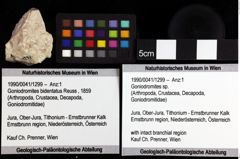 Foto (Objket + Etiketten) von Goniodromites sp. 